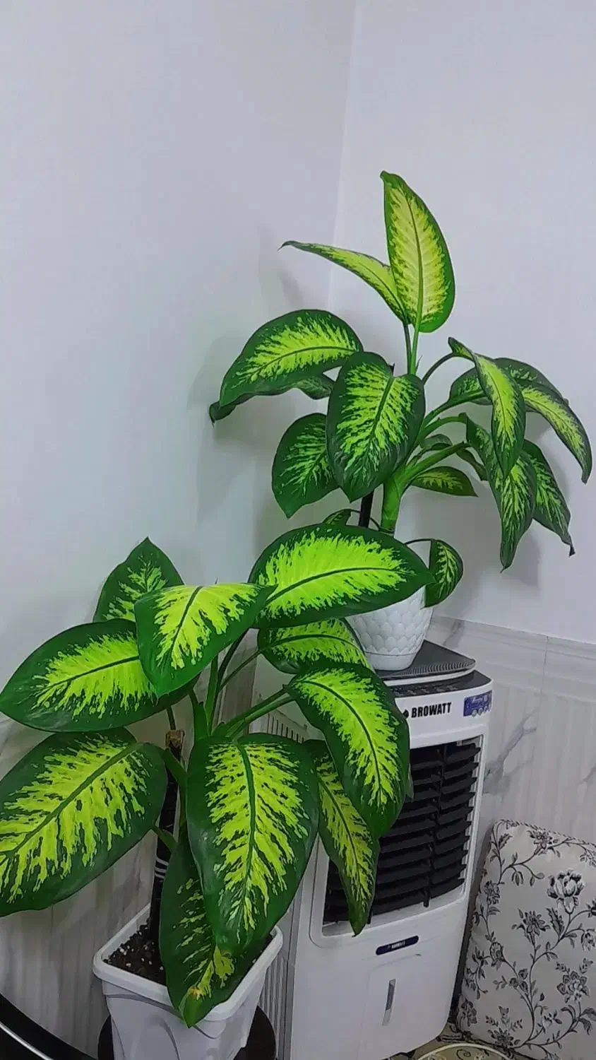 گل دیفن|گل و گیاه طبیعی|اسلام‌‌آباد غرب, |دیوار