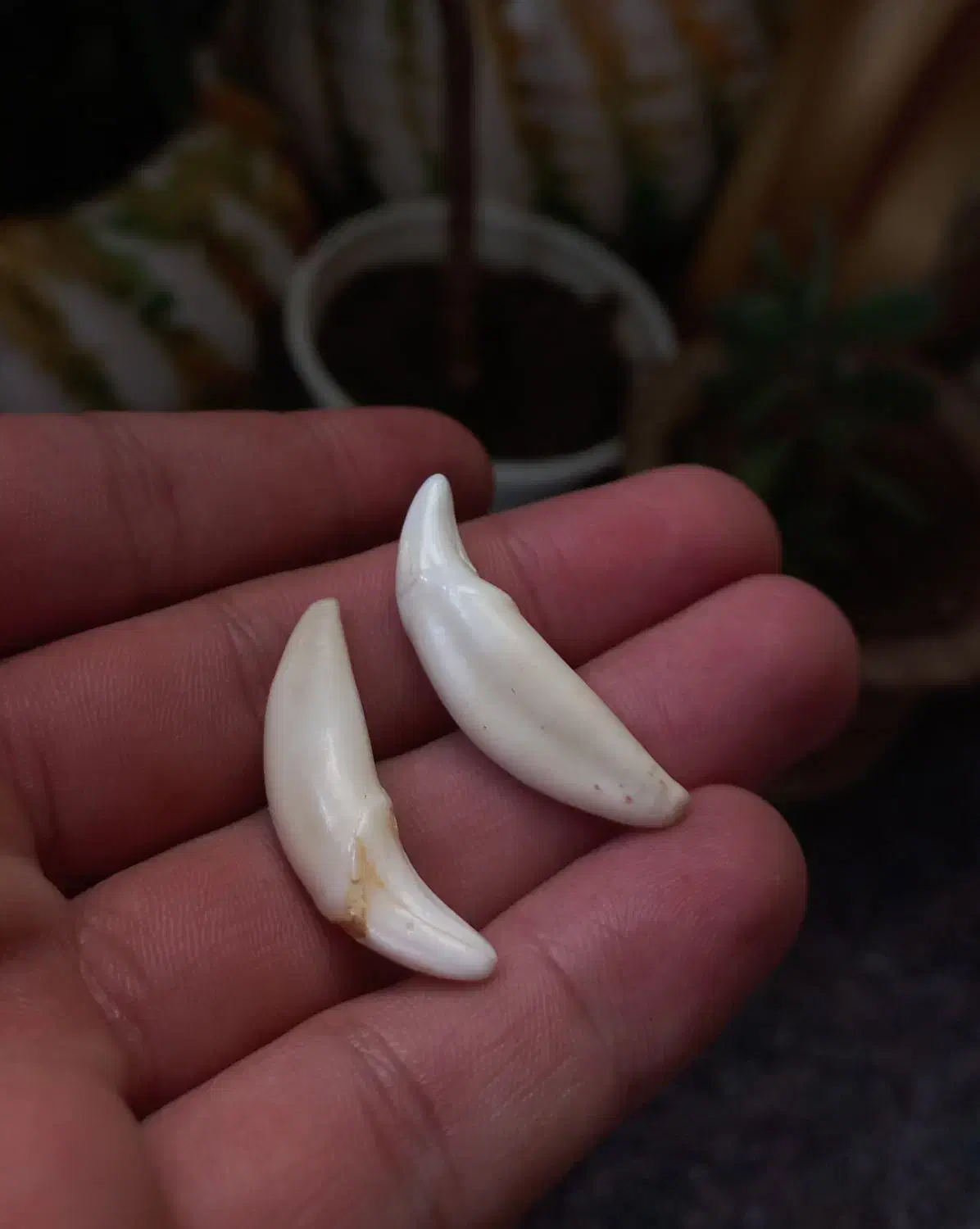 گردنبندی دندان|جواهرات|بروجرد, |دیوار