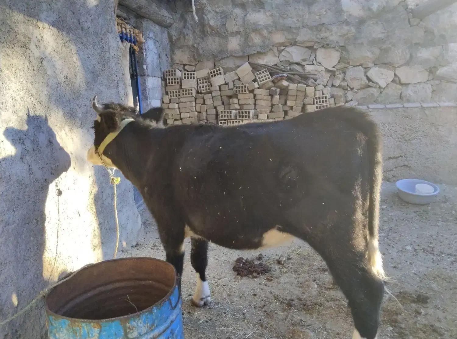 تلیسه، سویسی، اصل|حیوانات مزرعه|پاپی, |دیوار