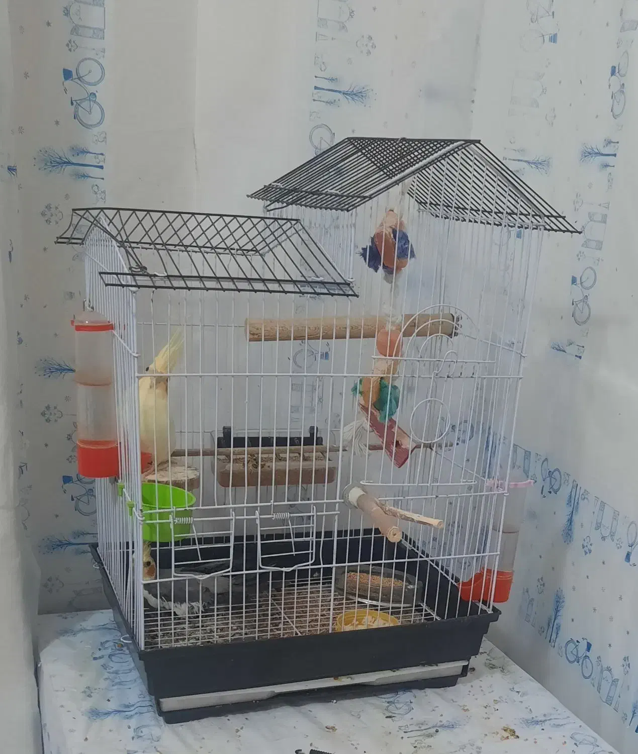 واگذاری عروس هلندی  معلول|پرنده|رشت, یخسازی|دیوار