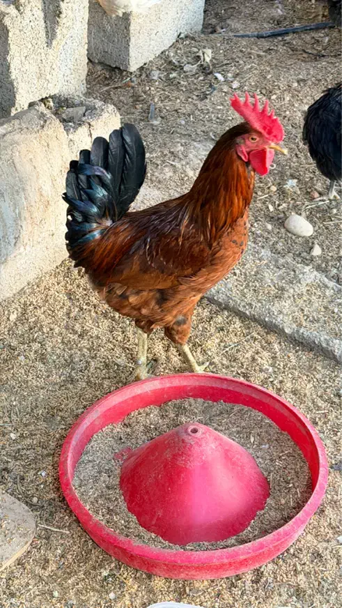 خروس جوان فروشی|حیوانات مزرعه|بهبهان, |دیوار