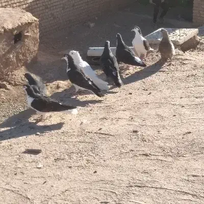 کبوتر ساده|پرنده|نیشابور, کوی حسینی|دیوار