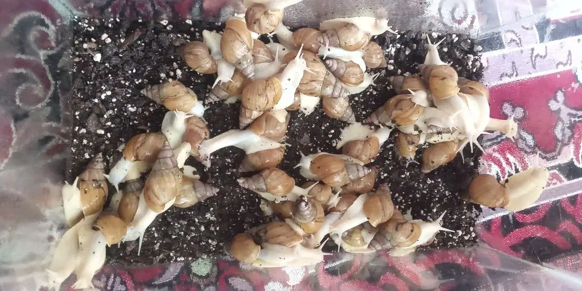 تعدادی حلزون البینو در بردسیر|خزنده|بردسیر, |دیوار