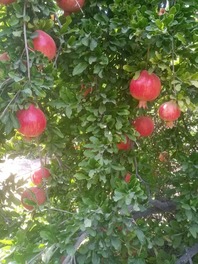 انار رباب دون قرمز|عمدهفروشی|فیروزآباد (فارس), |دیوار