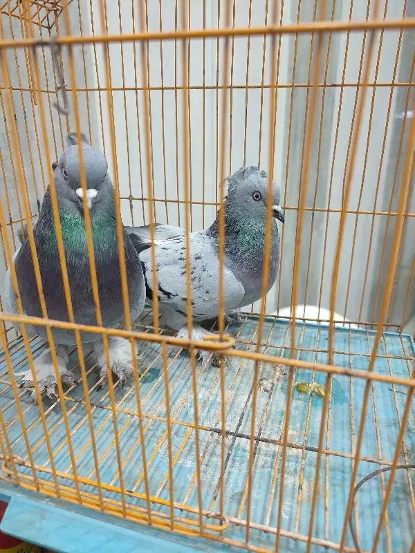 کبوتر|پرنده|امیدیه, |دیوار