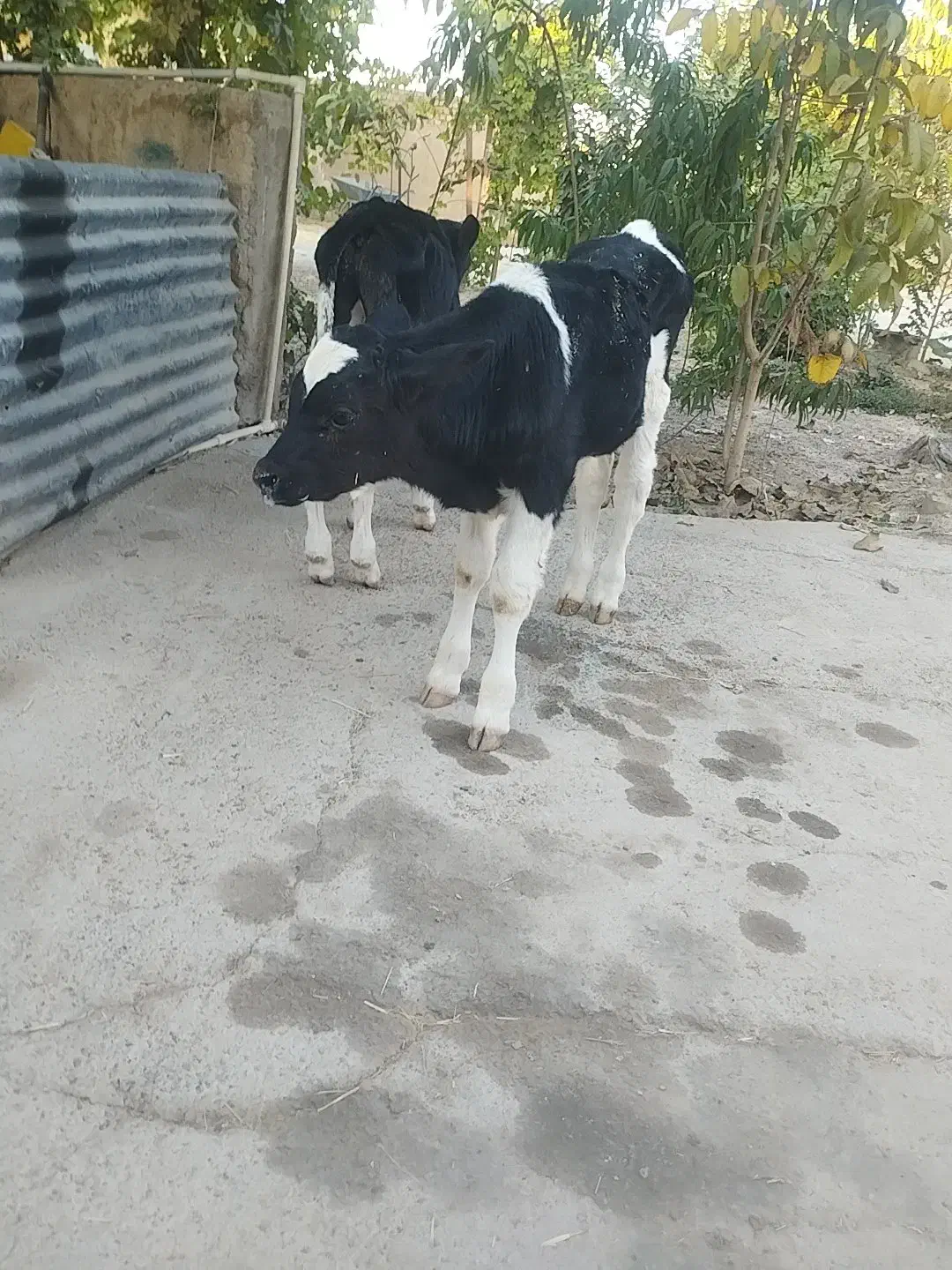 گاو گوساله نر|حیوانات مزرعه|مرودشت, کناره|دیوار