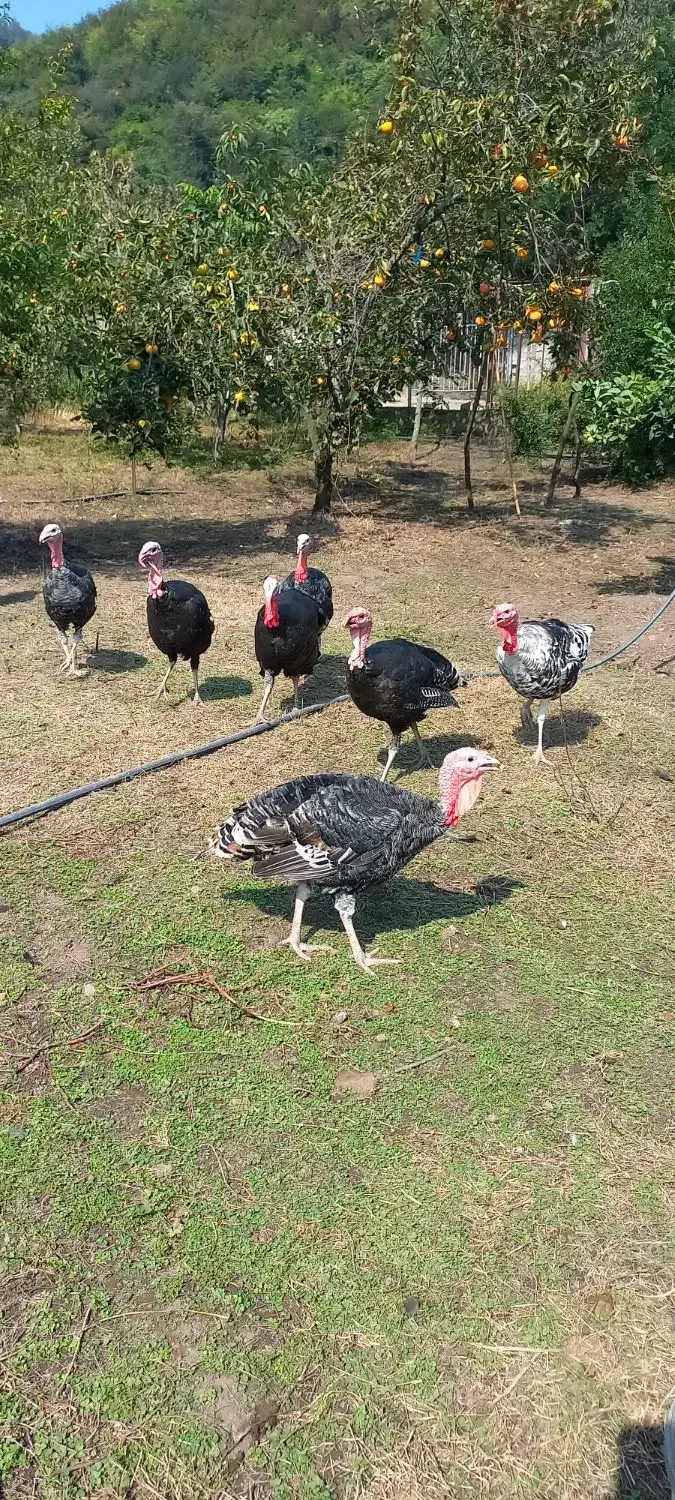 فروشی|حیوانات مزرعه|حویق, |دیوار