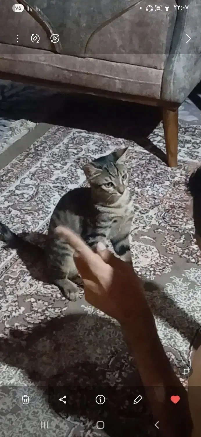 گربه واگذاری رایگان رایگان|گربه|بجنورد, |دیوار