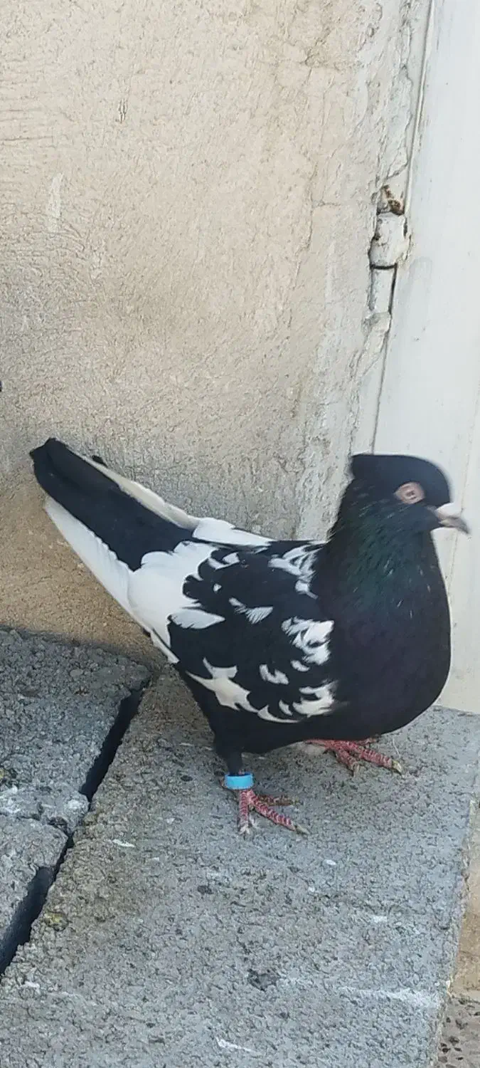 سار سرور|پرنده|مشهد, مشکینی (شهرک غرب)|دیوار