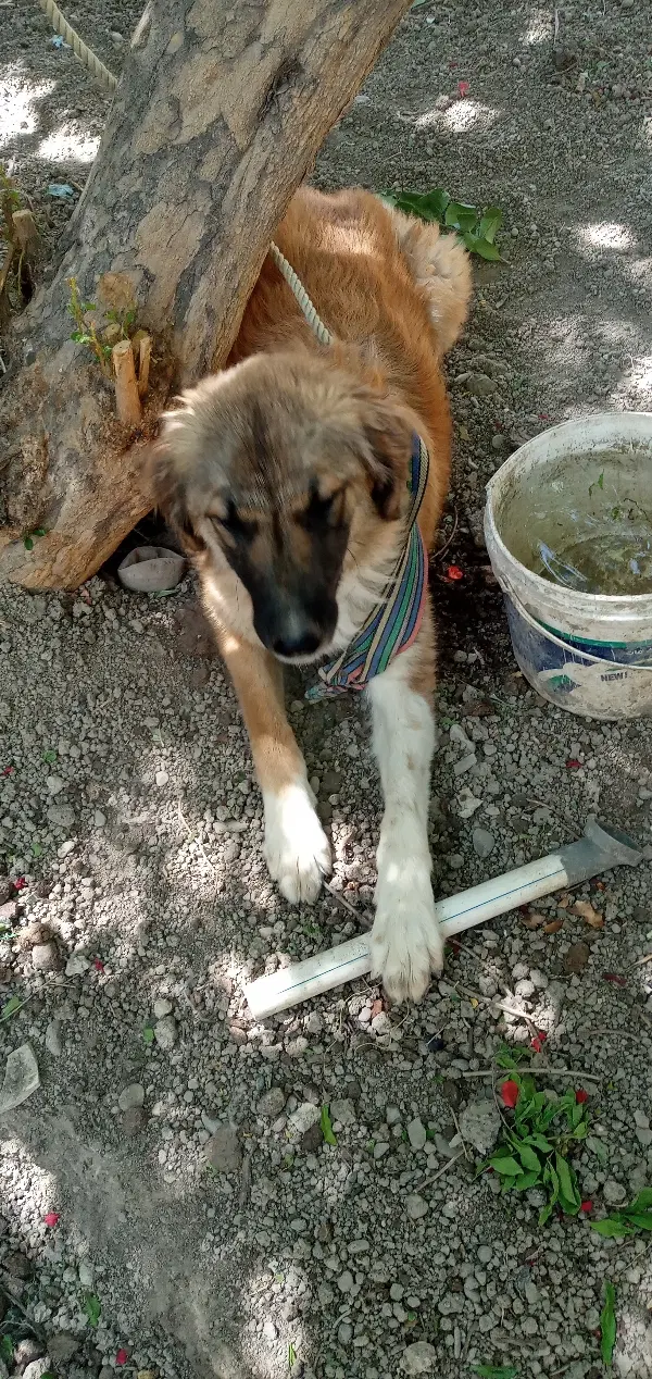 سگ نگهبان|سگ|اصفهان, پارک خبرنگار|دیوار