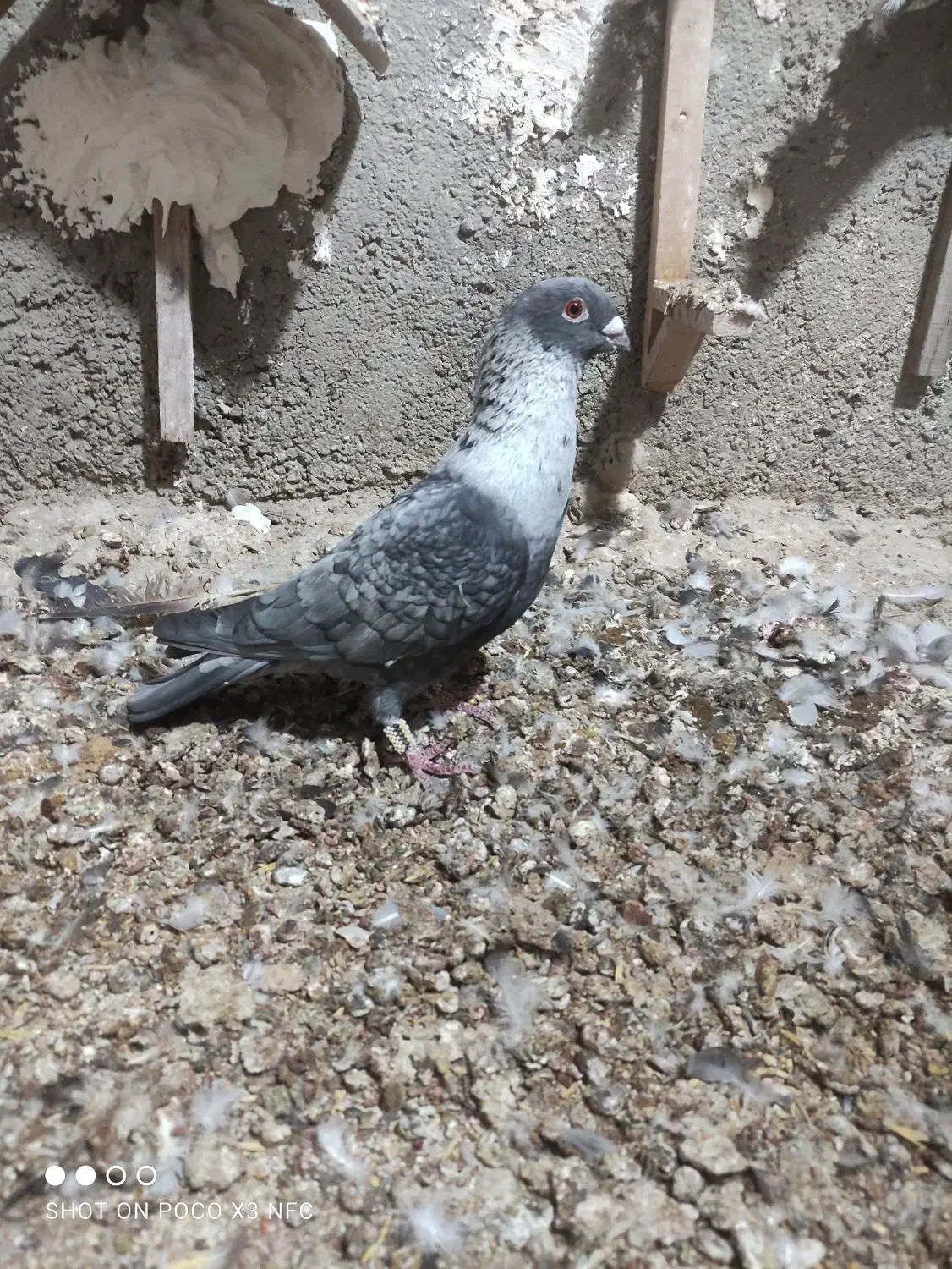 کبوتر|پرنده|برازجان, |دیوار