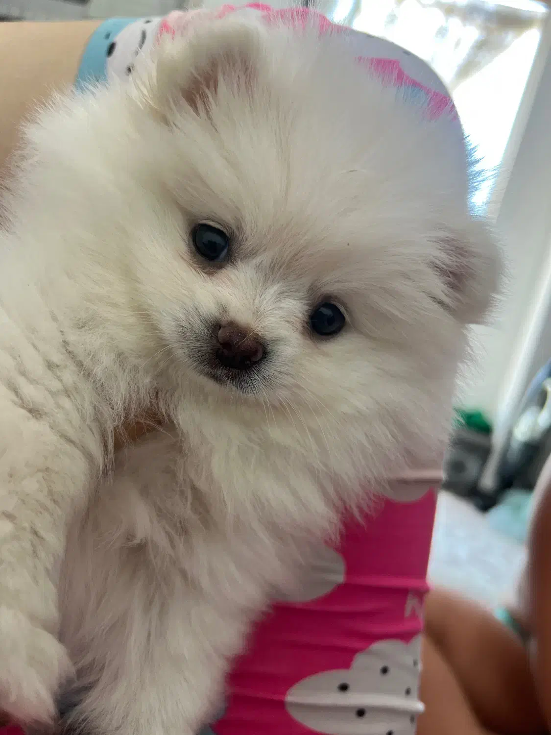 پامرخرسی سگ|سگ|مشهد, سجاد شهر|دیوار