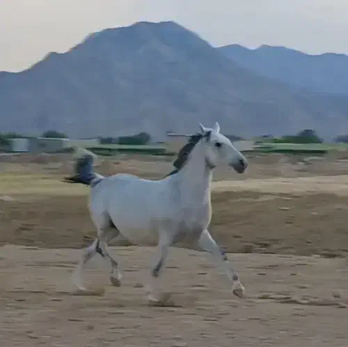 مادیون کرد|اسب و تجهیزات اسب‌سواری|میان جلگه, |دیوار