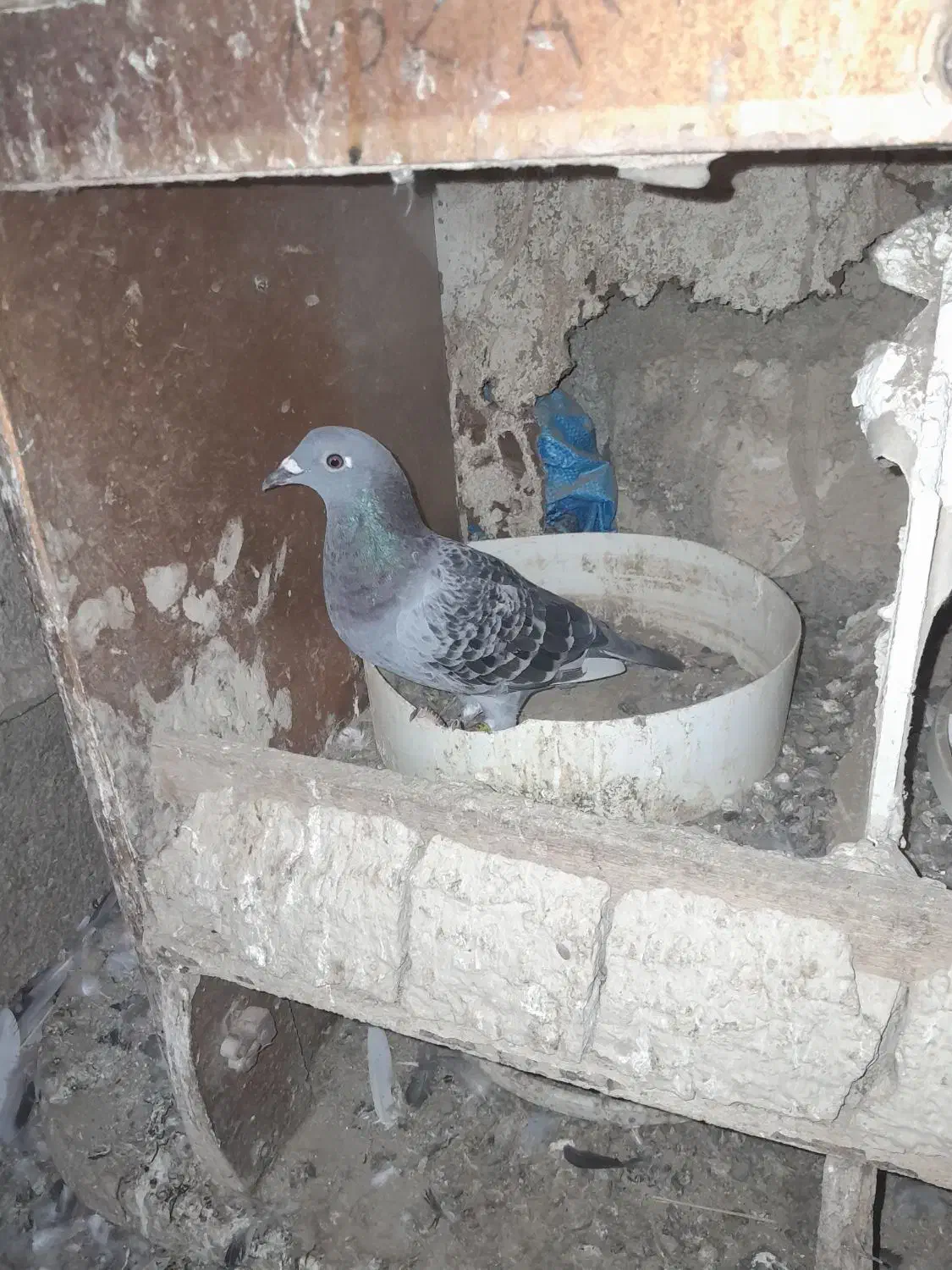 کبوتر پلاکی|پرنده|شادگان, |دیوار