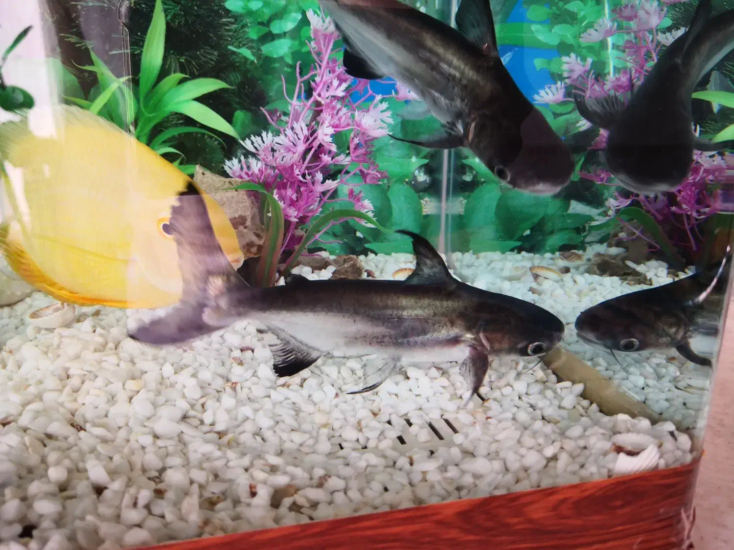 یک جفت ماهی پن کوسی (کوسه)|ماهی|سرپل ذهاب, |دیوار