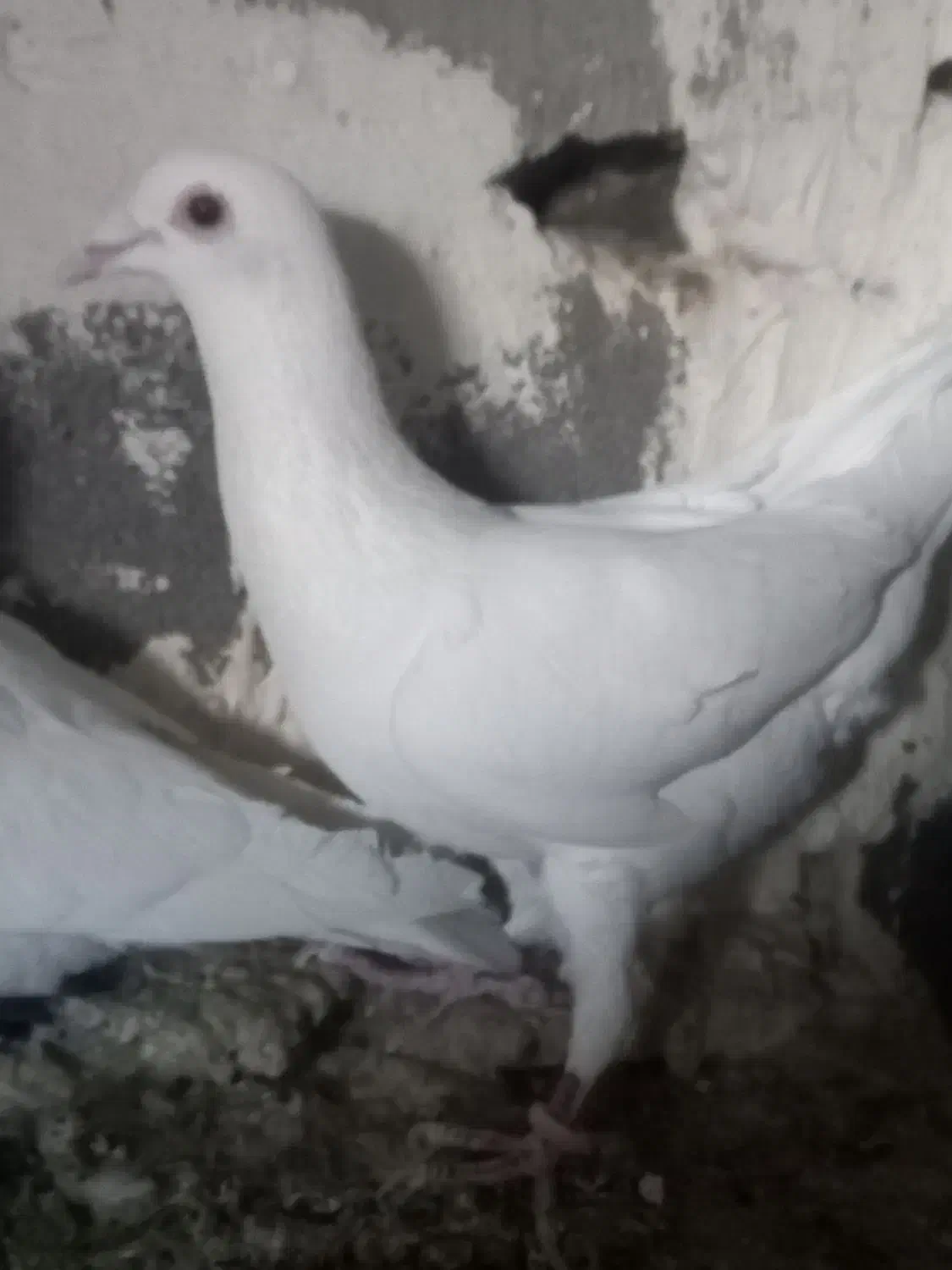 کبوتر|پرنده|زاهدان, |دیوار