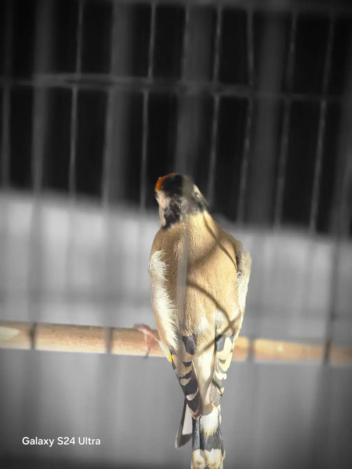 ماده سهره جفتی داغسر|پرنده|دزفول, |دیوار