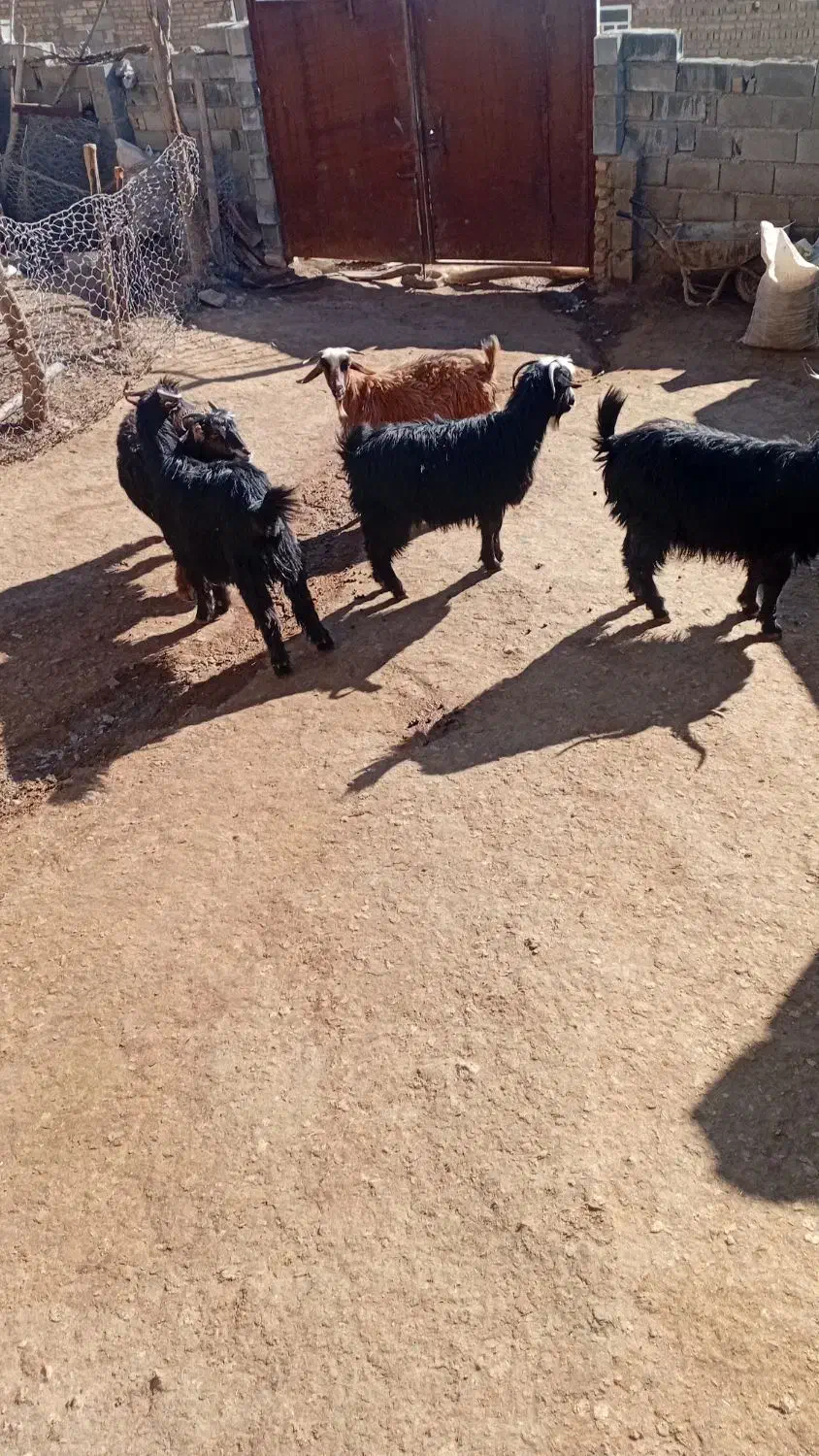 ۶بز|حیوانات مزرعه|نورآباد, |دیوار