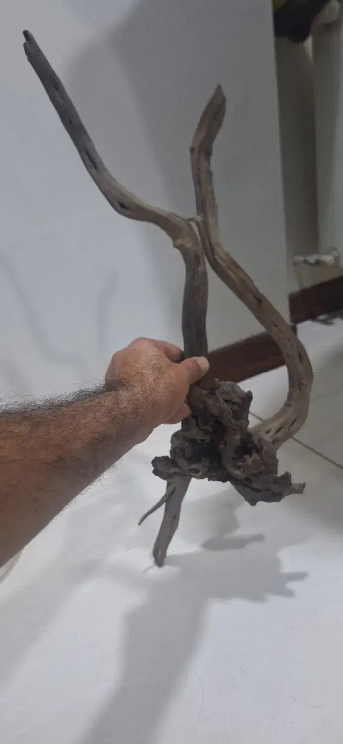 چوب اکواریوم|ماهی|تهران, تهرانسر شرقی|دیوار