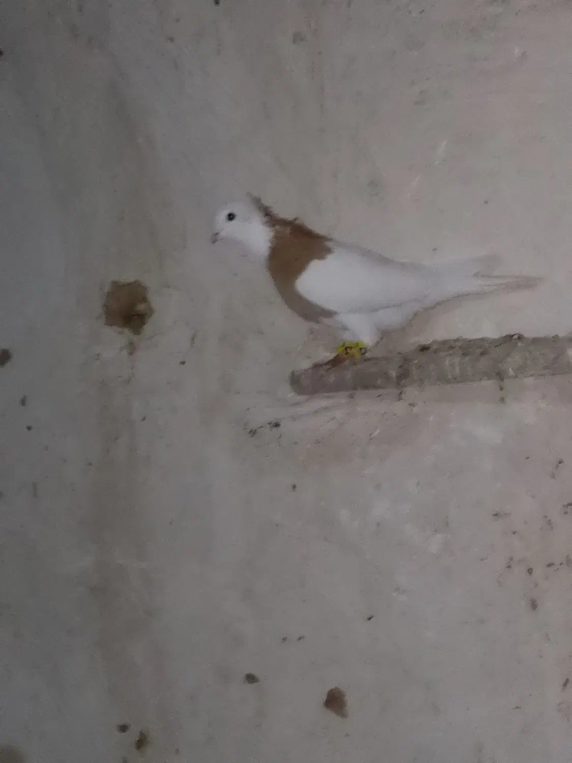 طوق زرد|پرنده|زرقان, |دیوار