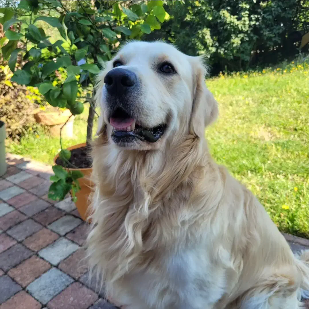 سگ گلدن رتریور ماده اصیل|سگ|رشت, جماران|دیوار