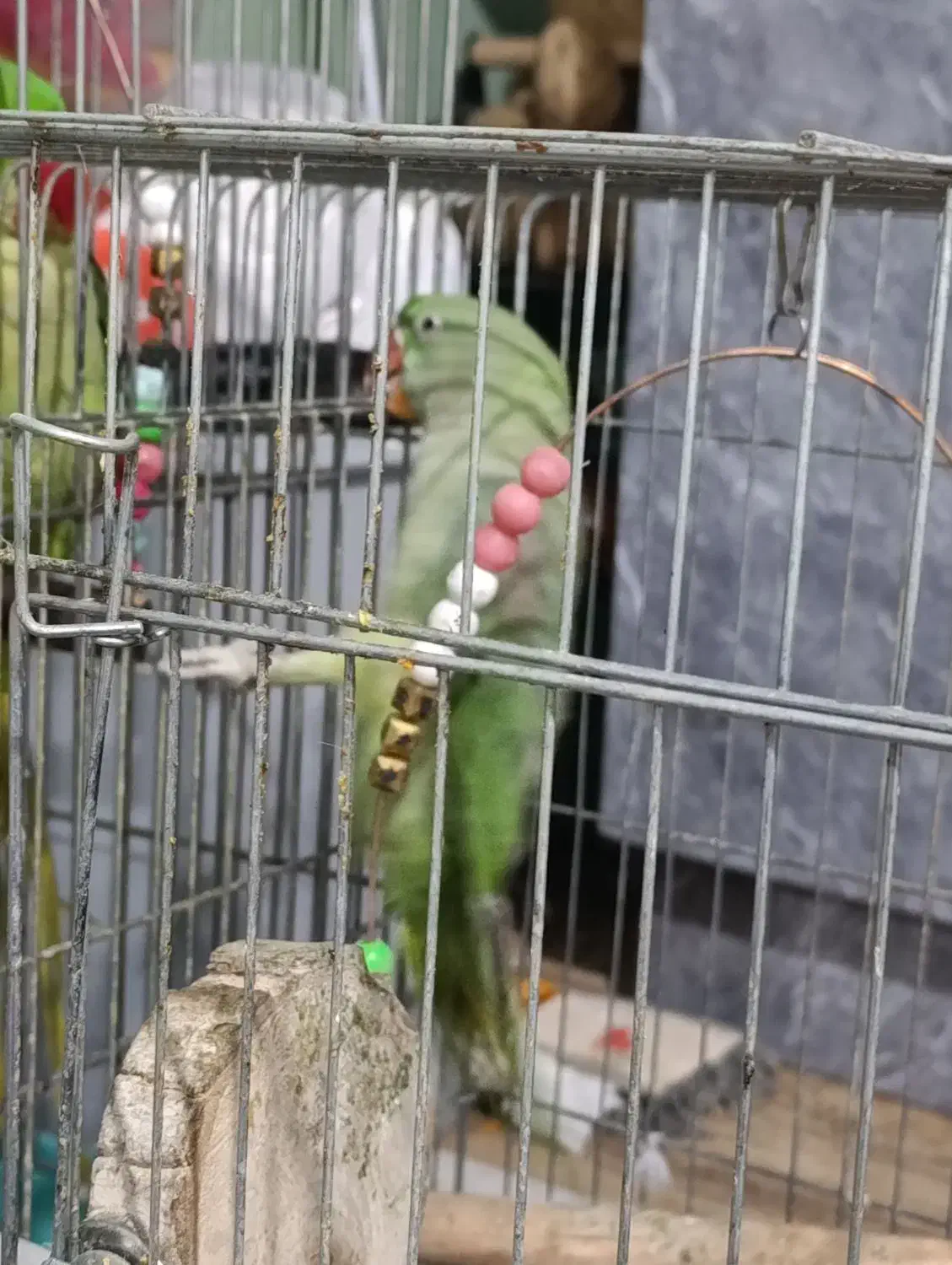 شاه طوطی|پرنده|گرمدره, |دیوار