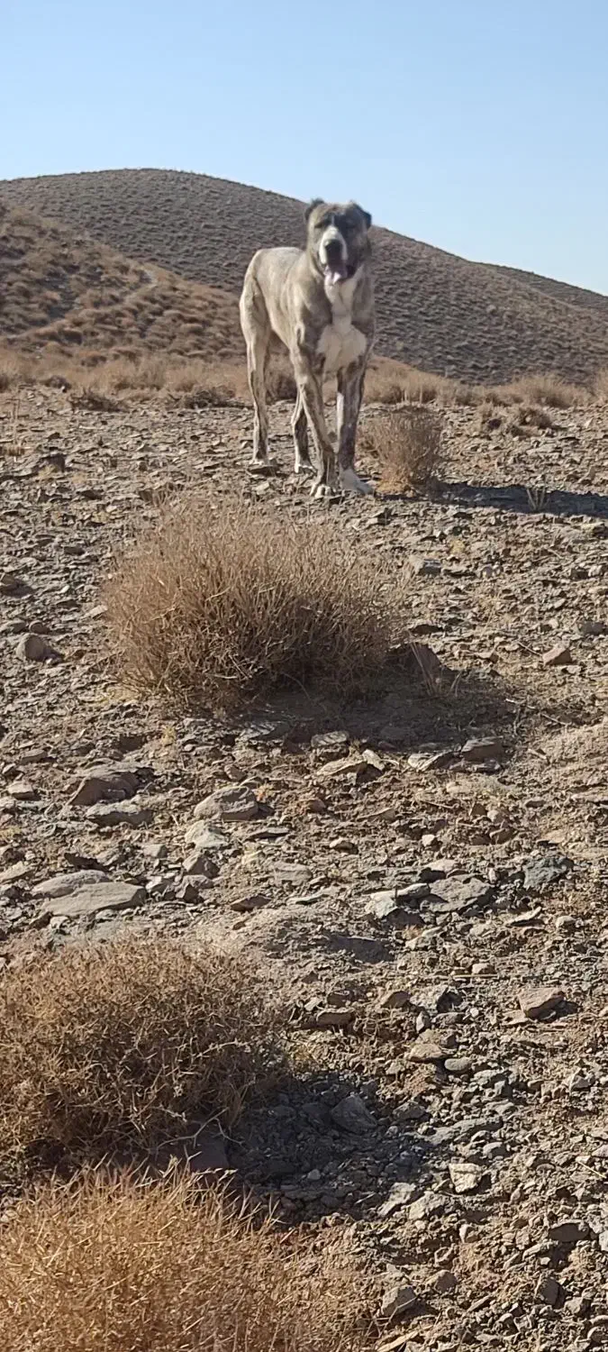 سگ نگهبان خراسان افغان 22ماهه|سگ|بیرجند, |دیوار