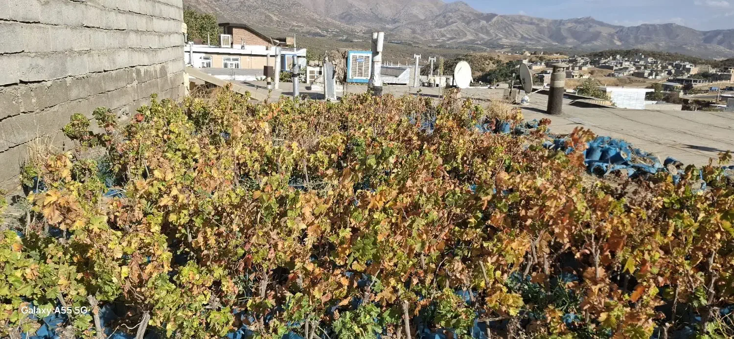 ریشه‌انگور‌سیاه‌ سردشت‌|عمده‌فروشی|وزینه, |دیوار