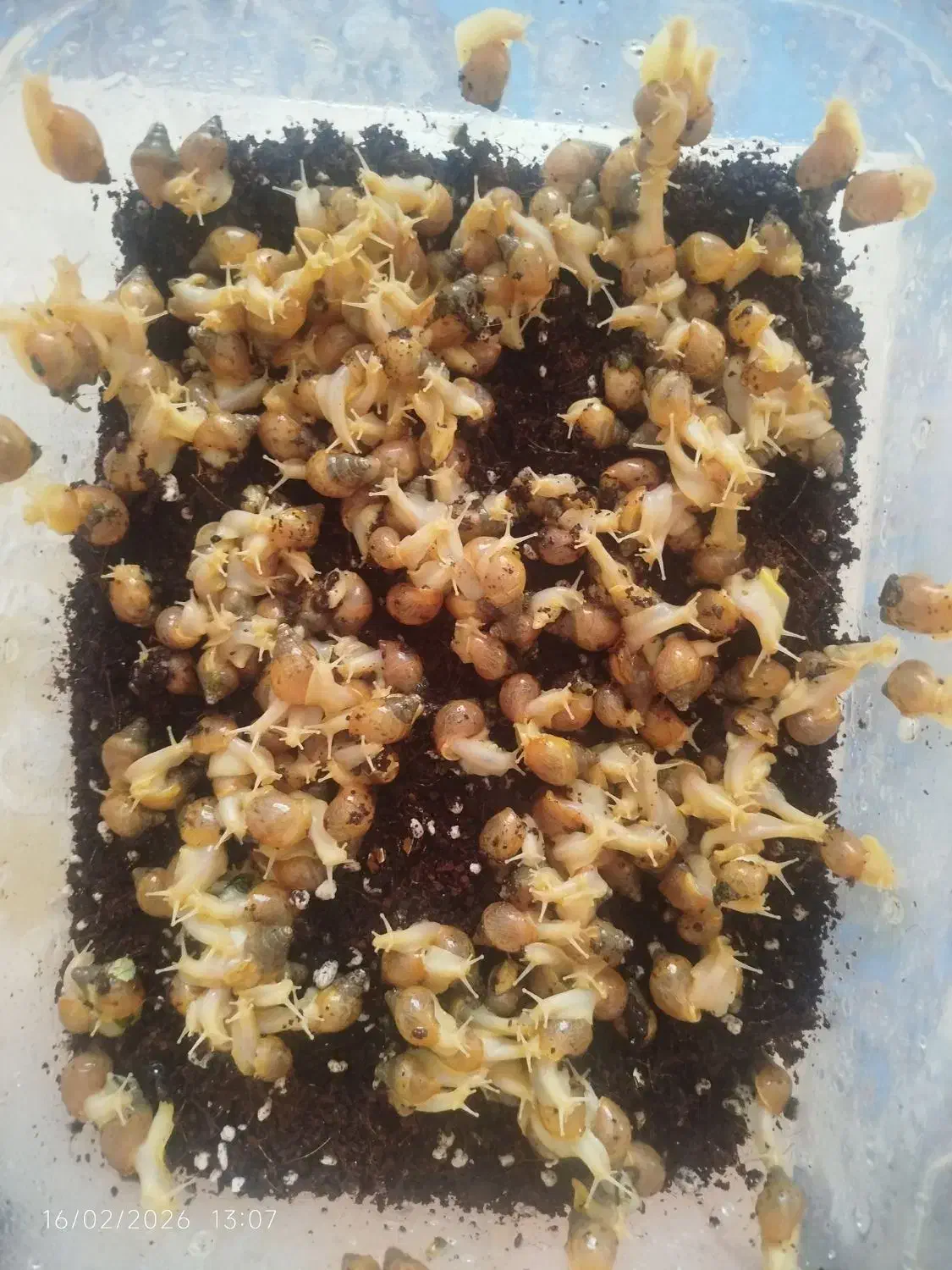 حلزون|خزنده|رباطکریم, رباطکریم|دیوار