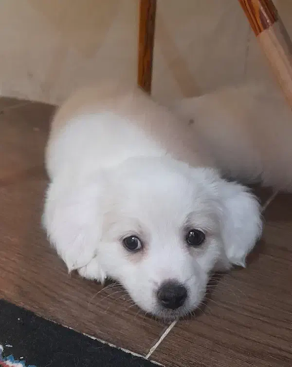 واگذاری توله اشپیتز|سگ|یزد, |دیوار