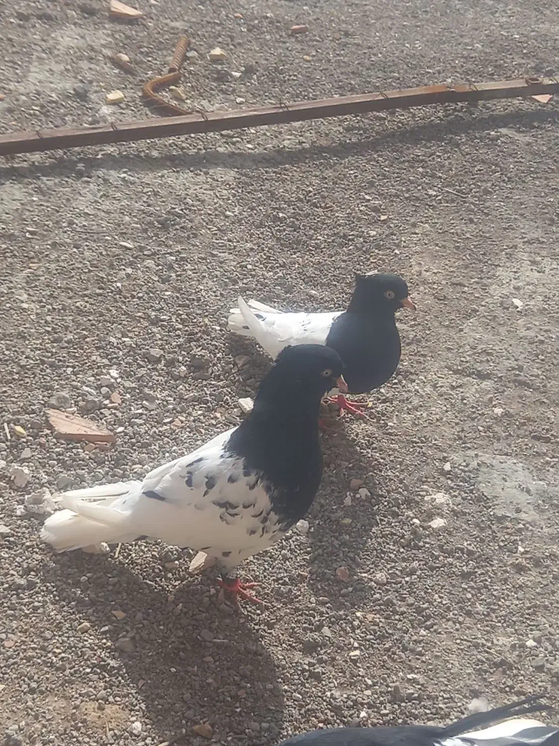 کبوتر|پرنده|اسفراین, |دیوار