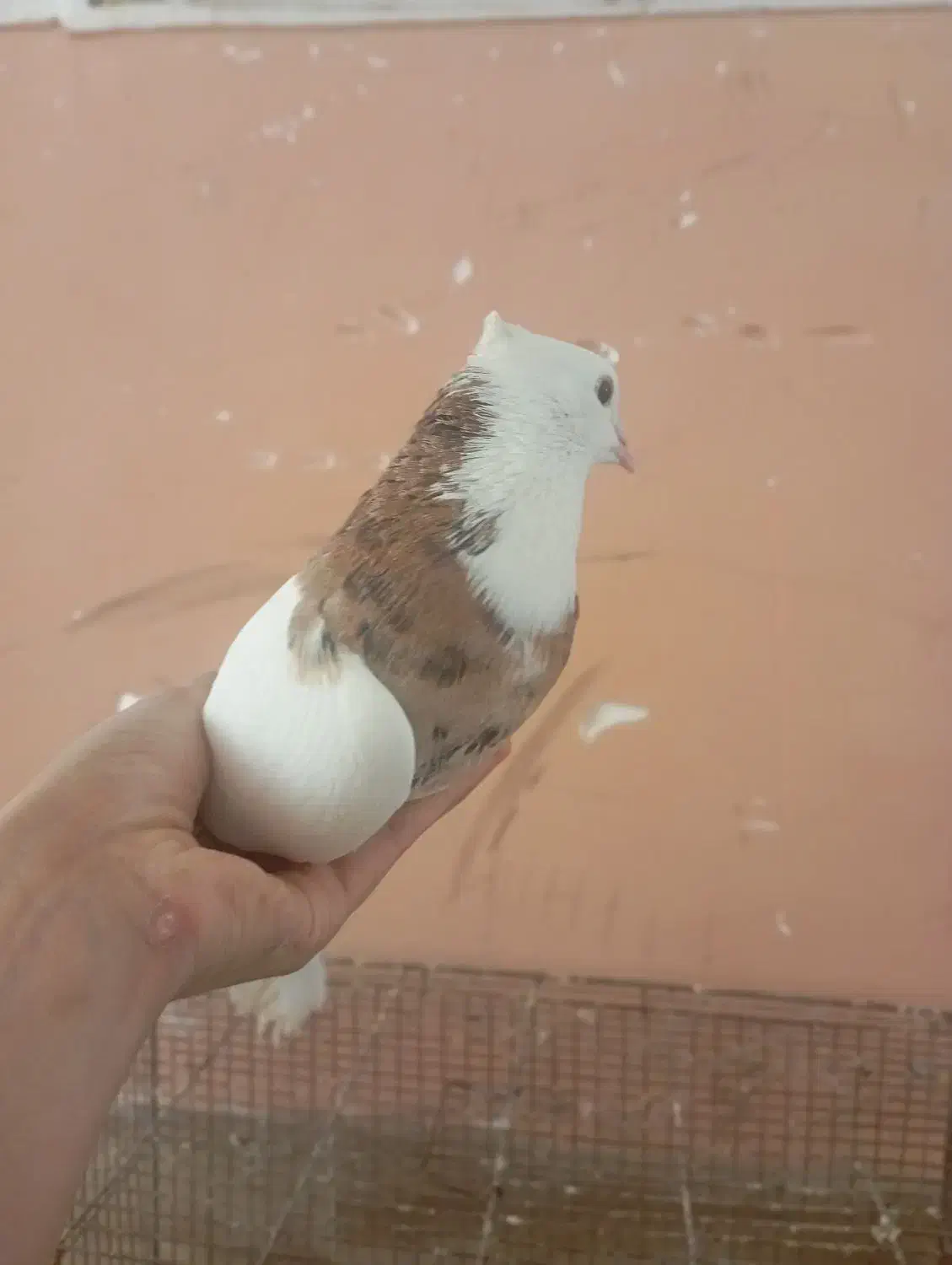 نر طوقی سرور|پرنده|زارچ, |دیوار