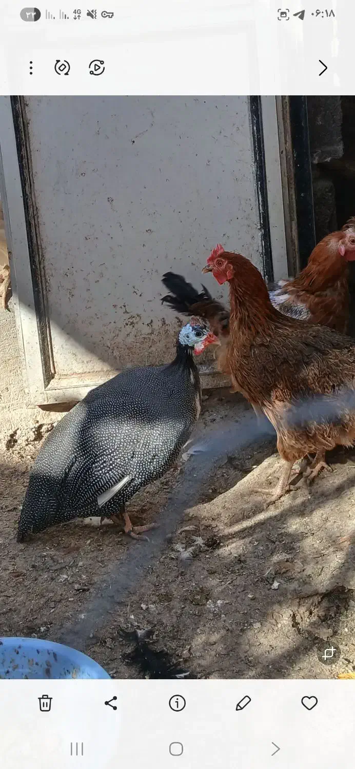 مرغ شاخدار و خروس گلین|حیوانات مزرعه|نمین, |دیوار