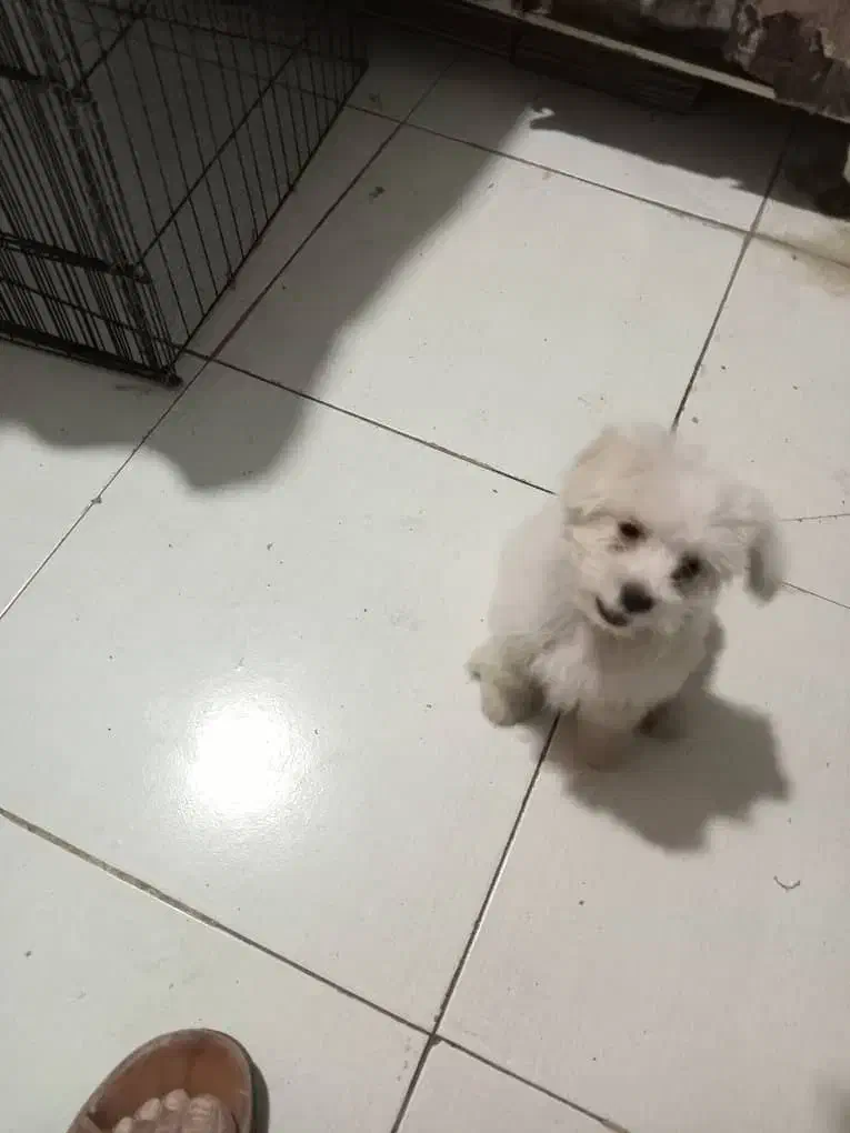 سگ پاکوتاه باهوش میکس پامر و شیتزو|سگ|علی‌آباد کتول, |دیوار