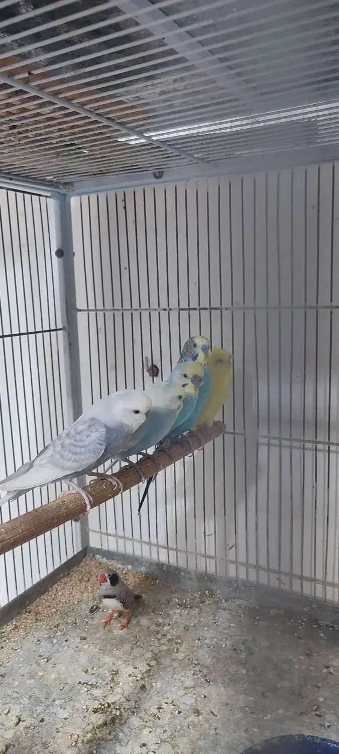 عروس هلندی /مرغ عشق|پرنده|بندرعباس, |دیوار