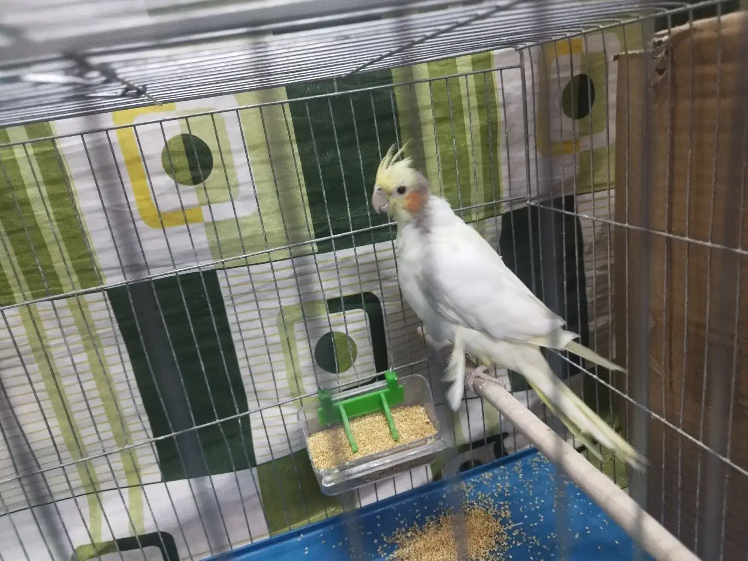 عروس هلندی نر|پرنده|زاهدان, |دیوار