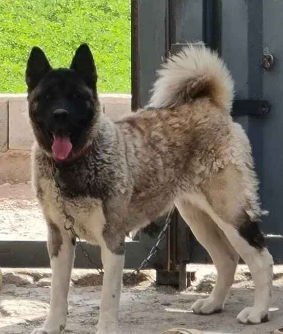 سگ اکیتا نگهبان|سگ|پاکدشت, پارچین|دیوار