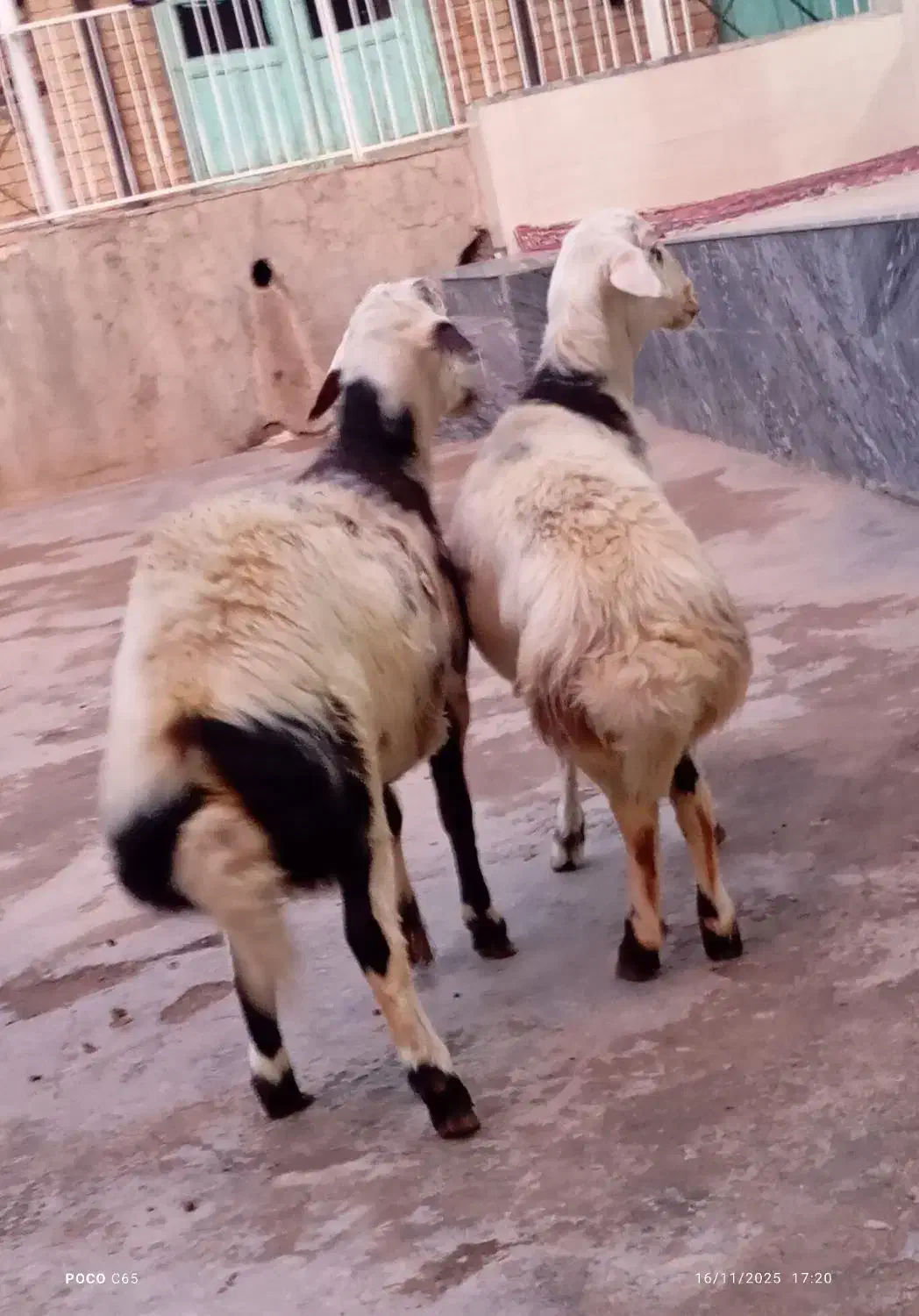 بره قوچ پوست گاوی|حیوانات مزرعه|بروجرد, |دیوار