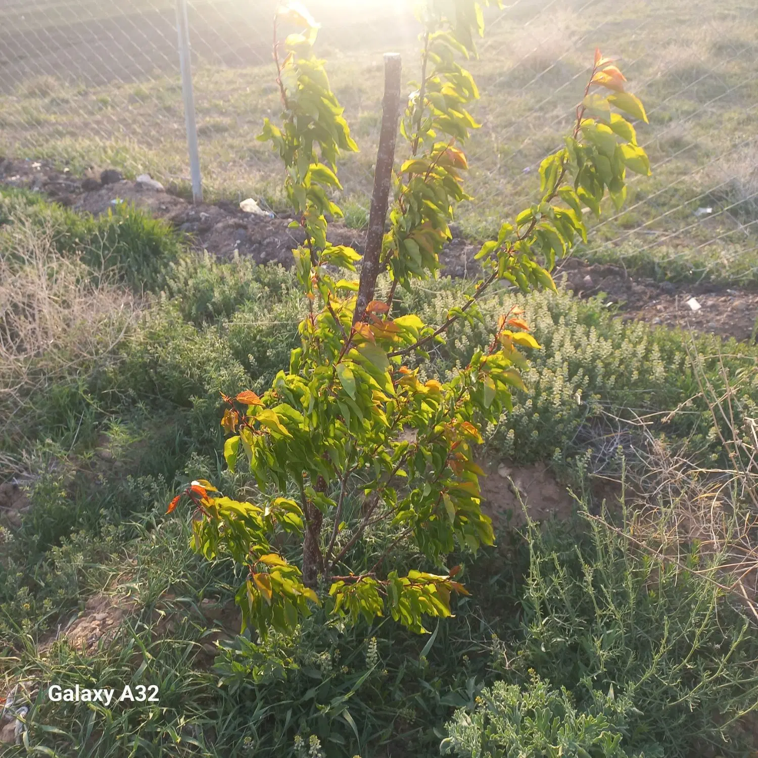 باغ|فروش خانه و ویلا|خواجه, |دیوار