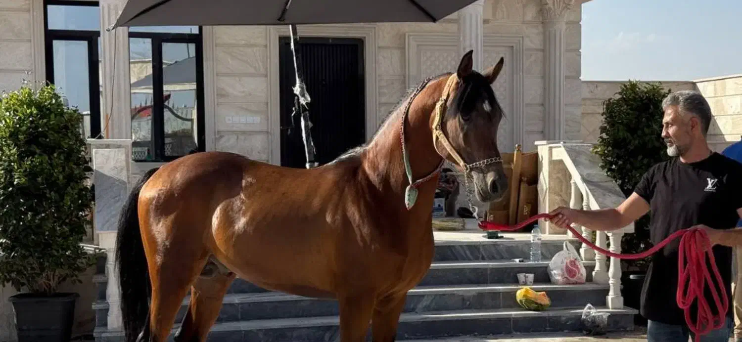 نریون دو سر عرب|اسب و تجهیزات اسب‌سواری|اراک, |دیوار