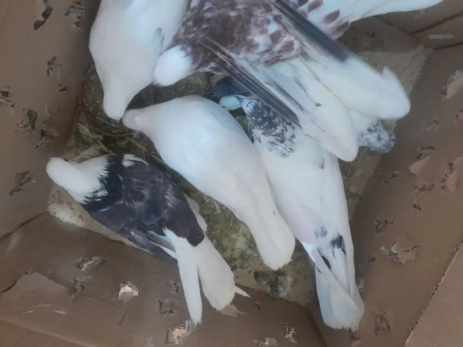 کفتر|پرنده|اشترینان, |دیوار