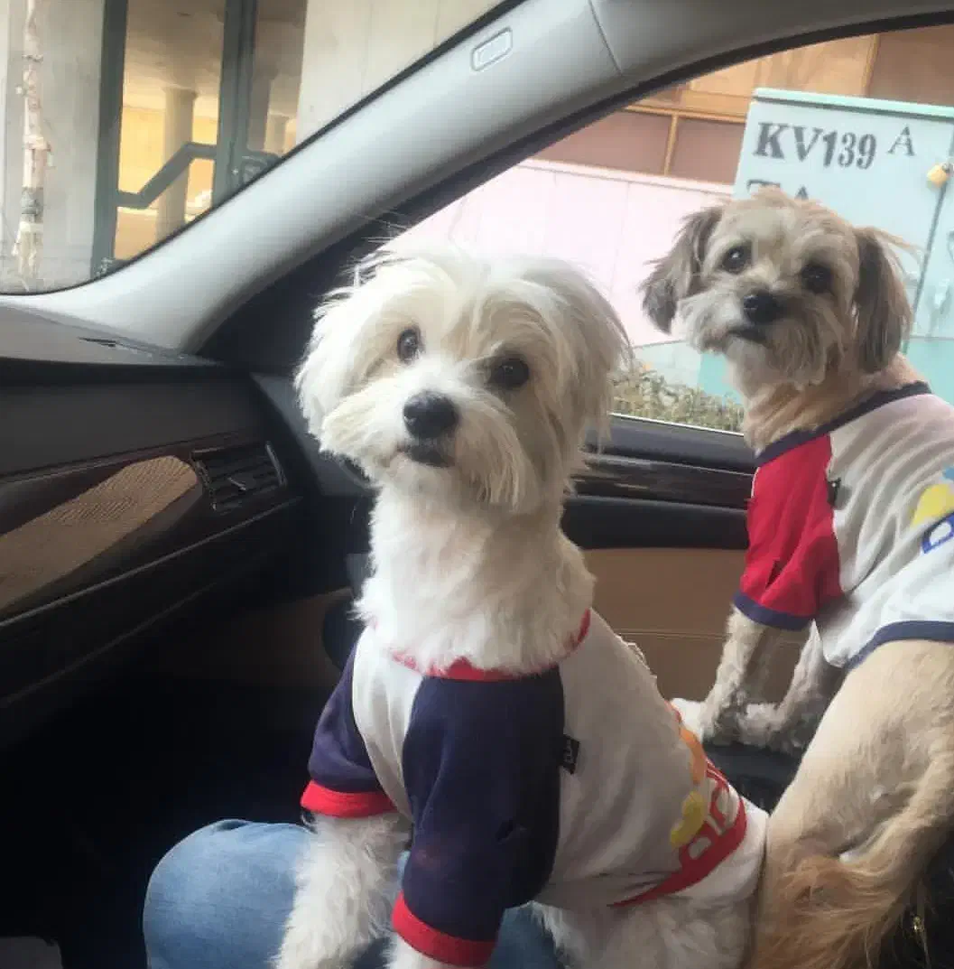 واگزاری پاپی به صاحب شناس|سگ|اصفهان, مهدی آباد|دیوار