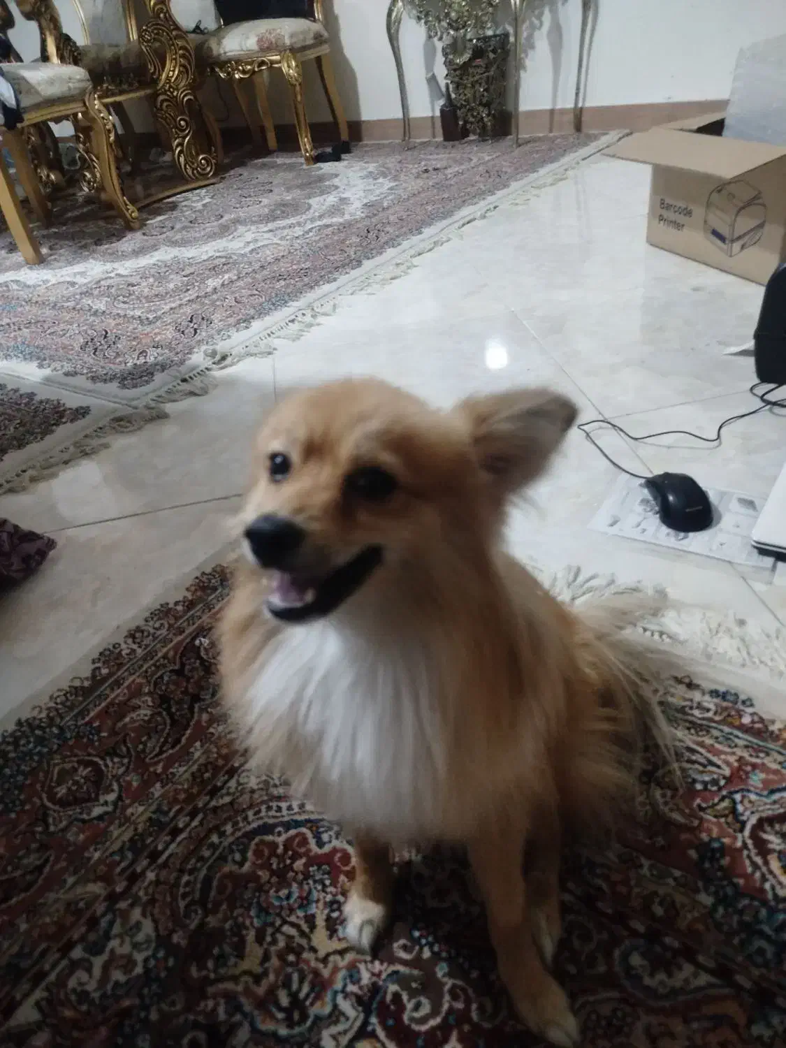 فروش سگ خانگی|سگ|چهاردانگه (تهران), |دیوار