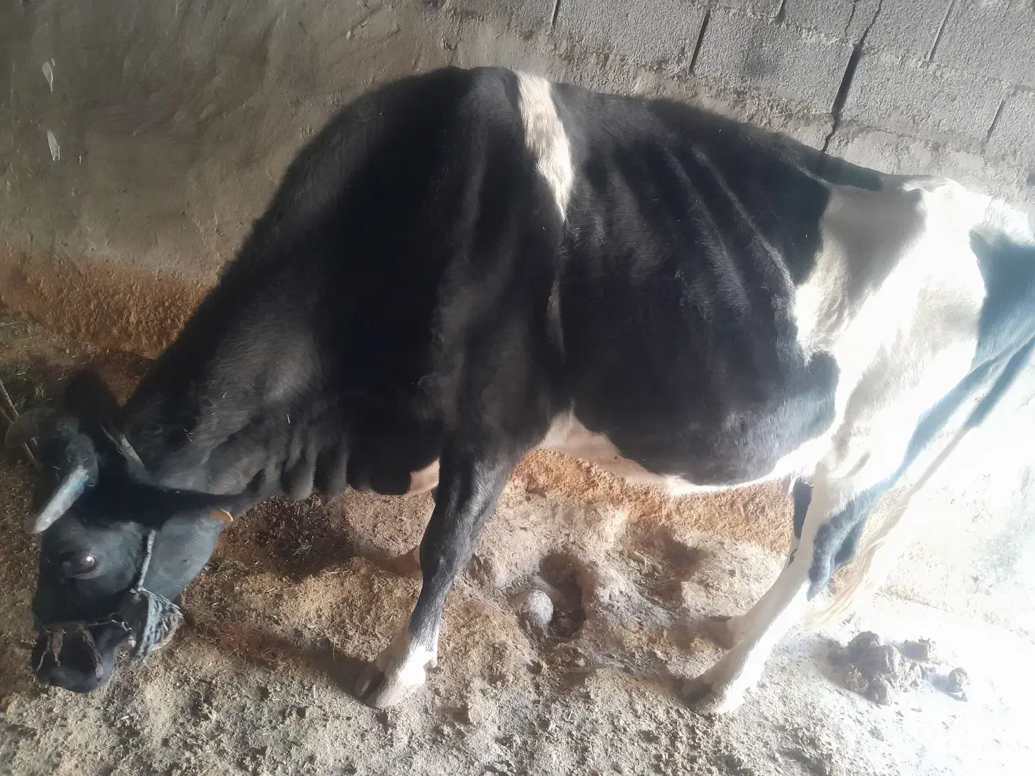 گاو‌سیمتال پنج ماه ابستن شکم چهارم|حیوانات مزرعه|باغ ملک, |دیوار