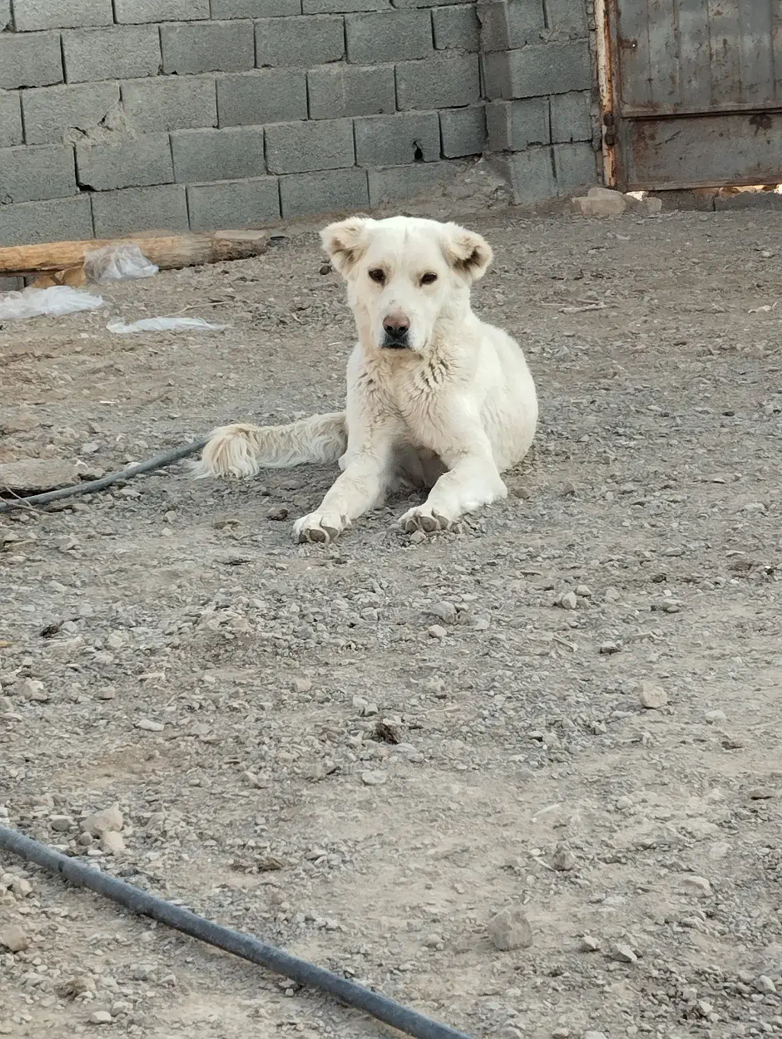 حیوانات|سگ|پیر بکران, |دیوار