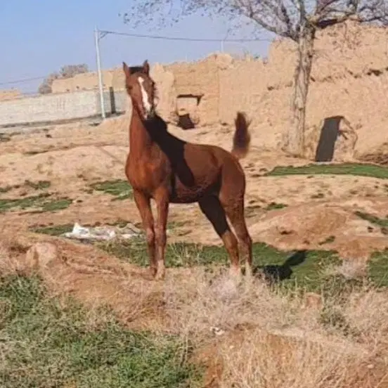 مادیان|اسب و تجهیزات اسب‌سواری|همدان, |دیوار