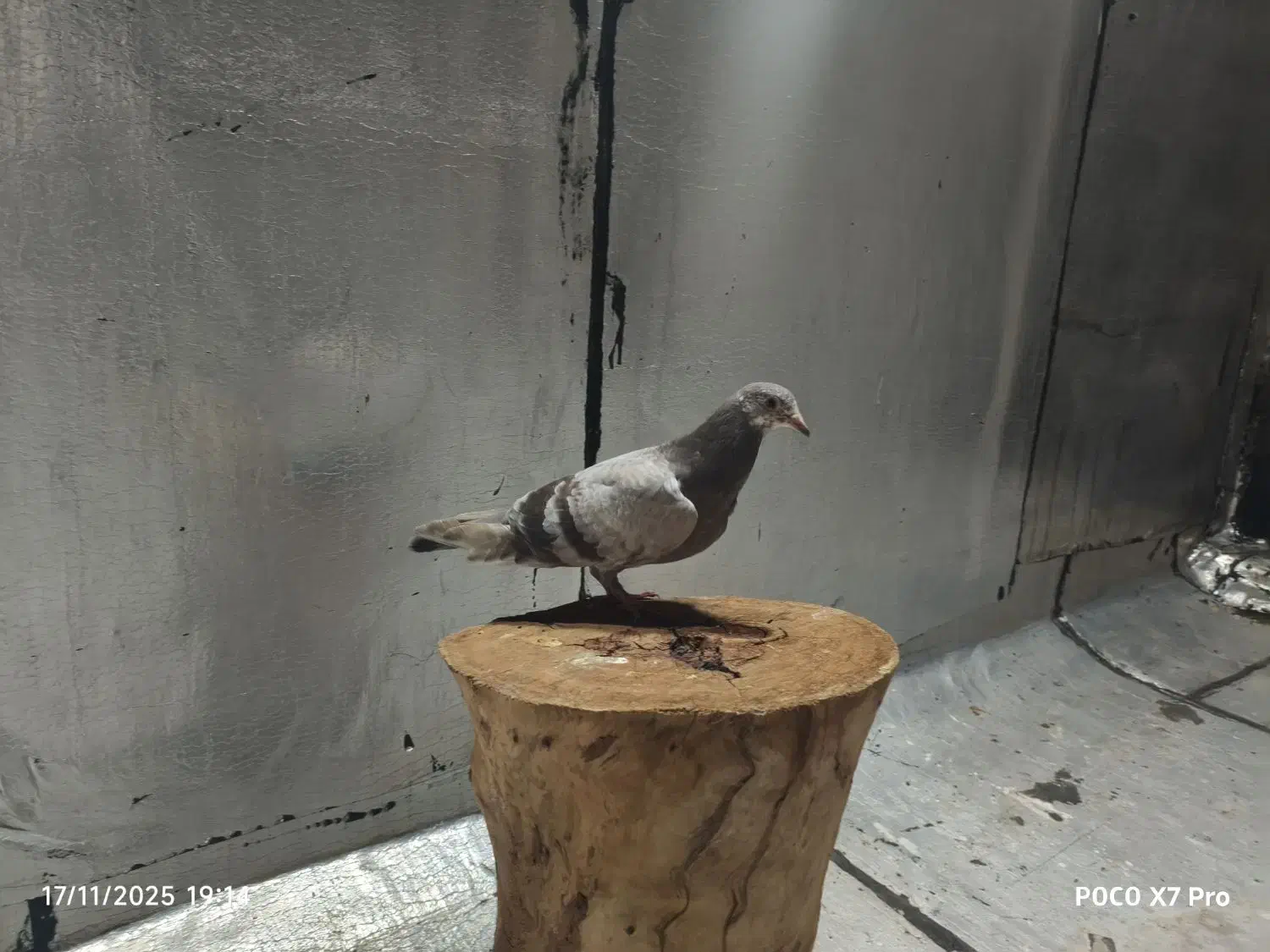 کاغذی تهرانی|پرنده|بندر ماهشهر, |دیوار