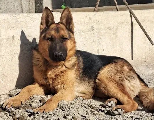 سگ ژرمن|سگ|مشکین‌دشت, |دیوار