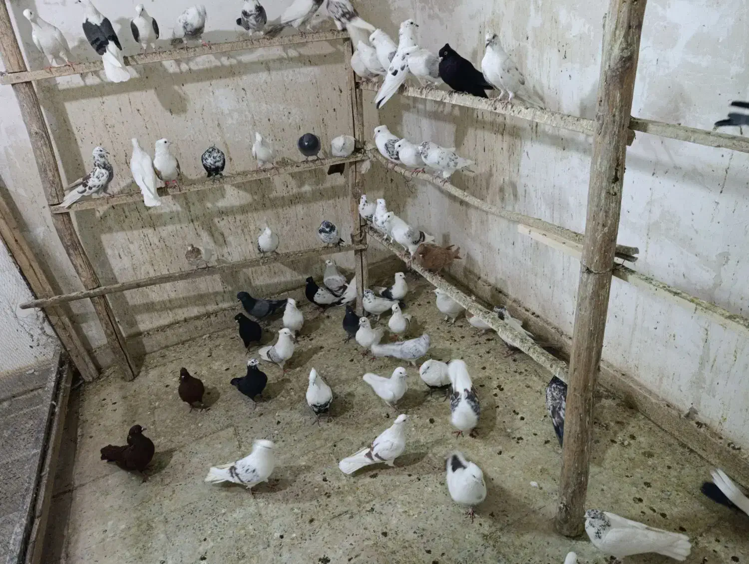 بارجدید|پرنده|دورود, |دیوار