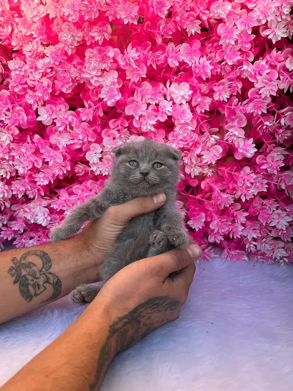 گربه نژاد اسکاتیش فولد شورت هیر|گربه|آمل, |دیوار